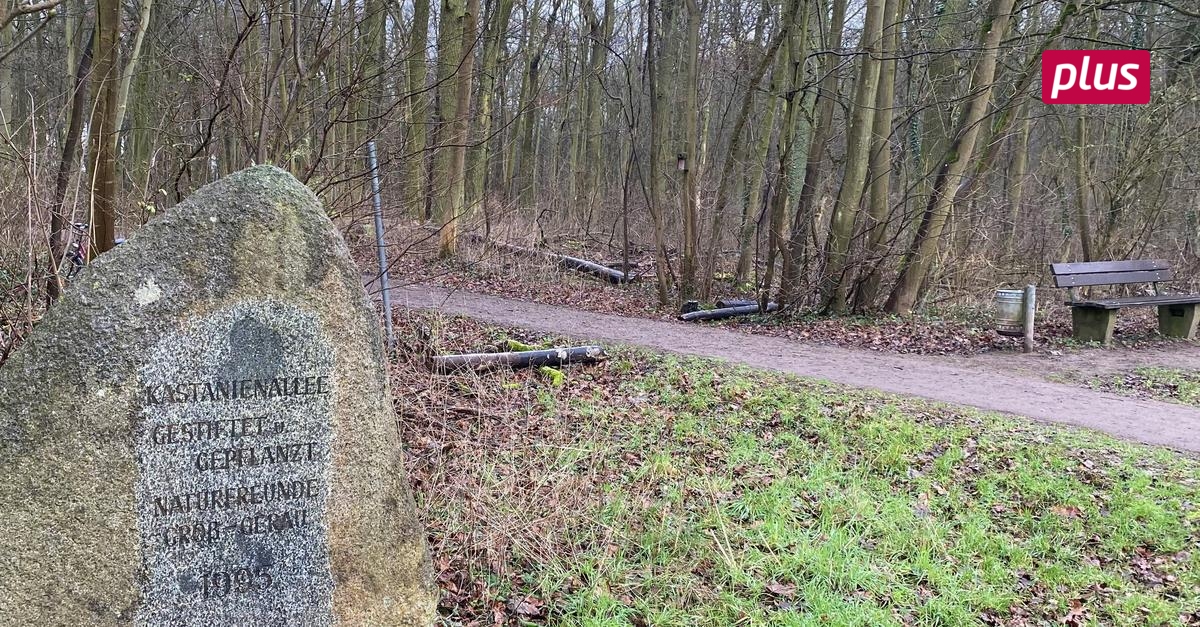 GroßGerauer Wald wird immer mehr zum